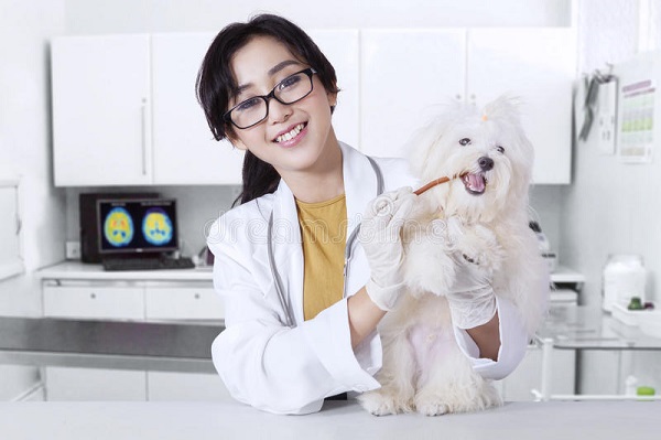 10 Mẫu Đồng Phục Phòng Khám Thú Y Đẹp & Chuyên Nghiệp